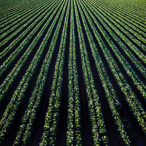 農(nóng)業(yè)999