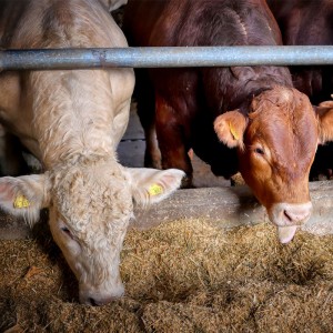 恒歌養(yǎng)殖溯源監(jiān)控系統(tǒng)高精度溫濕度變送器，智能畜牧養(yǎng)殖業(yè)環(huán)境監(jiān)控系統(tǒng)溫濕度解決方案